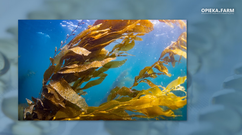 Kelp