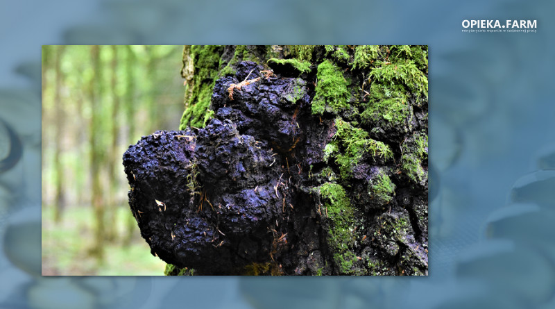 Chaga