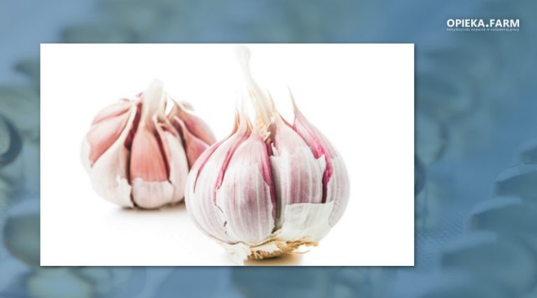 Allium sativum