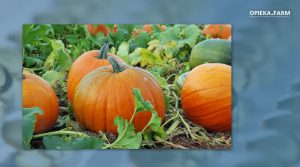 Cucurbita pepo L.