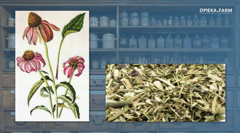 Jeżówka purpurowa – Echinacea purpurea