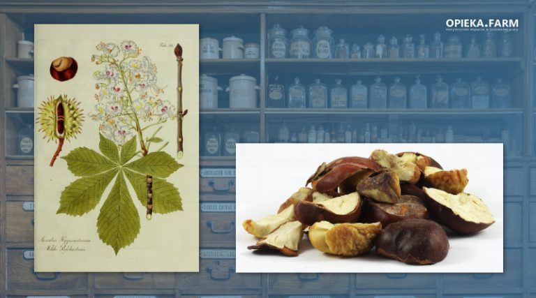 Kasztanowiec zwyczajny – Aesculus hippocastanum