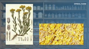 Kocanki piaskowe - Helichrysum arenarium