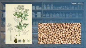 Kolendra siewna – Coriandrum sativum