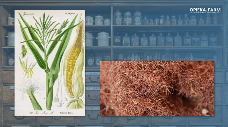 Kukurydza zwyczajna – Zea mays