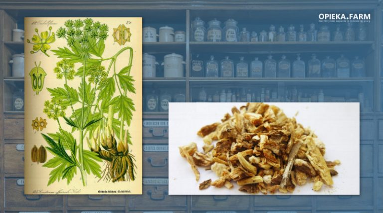 Lubczyk ogrodowy – Levisticum officinale