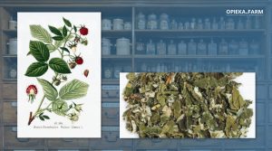 Malina właściwa – Rubus idaeus