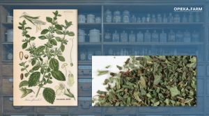 Melisa lekarska – Melissa officinalis