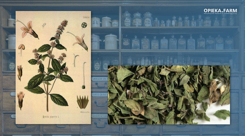 Mięta pieprzowa – Mentha pipperita