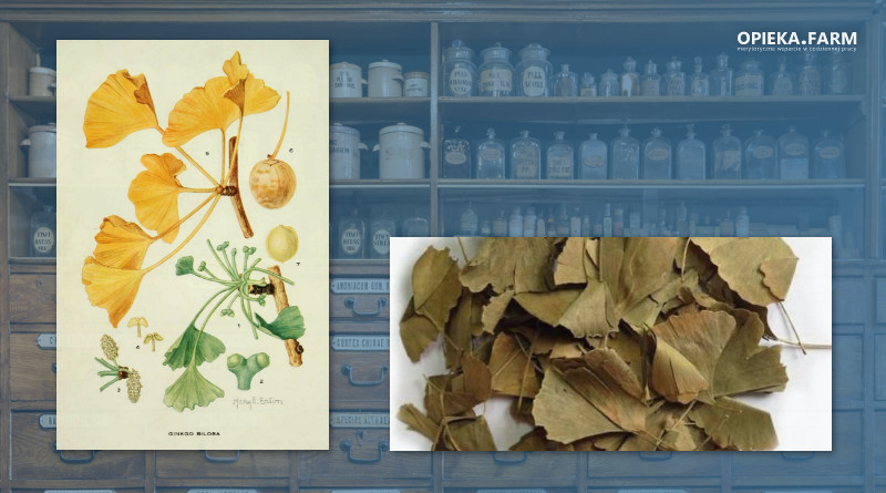 Miłorząb japoński – Ginkgo biloba