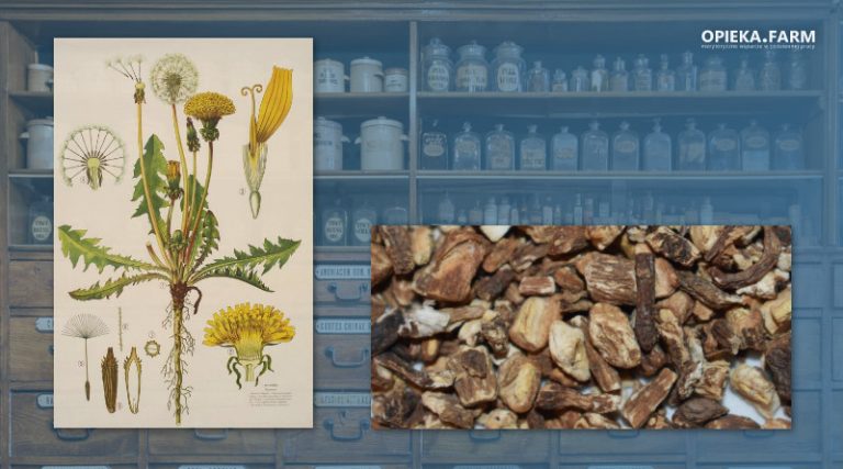 Mniszek lekarski – Taraxacum officinal