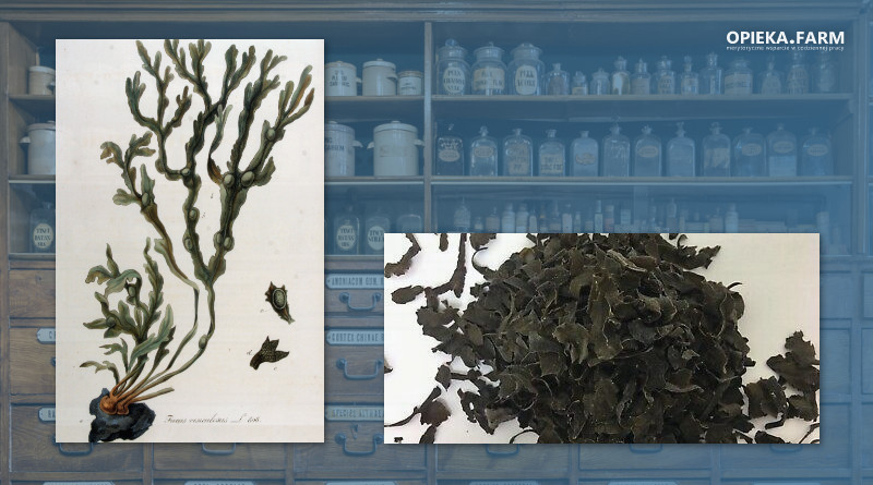 Morszczyn pęcherzykowaty – Fucus vesiculosus