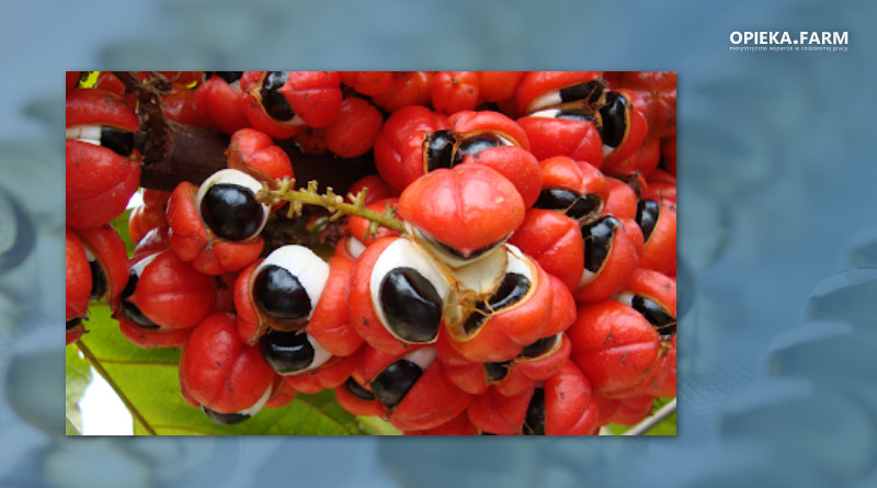 Guarana
