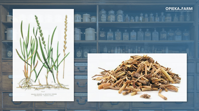 Perz właściwy – Elymus repens