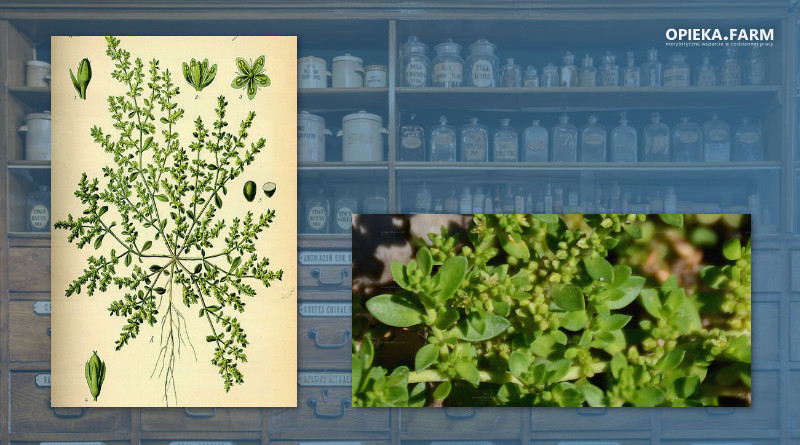 Połonicznik nagi – Herniaria glabra