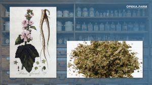 Prawoślaz lekarski – Althaea officinalis