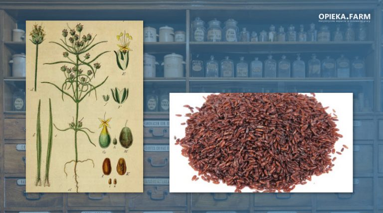 Babka płesznik - Plantago psyllium L.