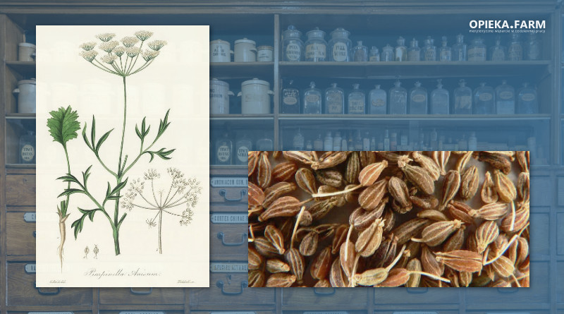Biedrzeniec anyż – Pimpinella anisum