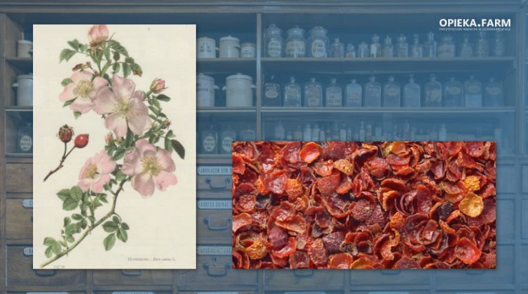 Róża dzika – Rosa canina