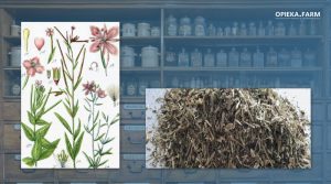 Wierzbownica drobnokwiatowa – Epilobium parviflorum